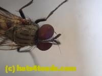 /home//u458753944/public_html/sourcegallery//Insects and small critters/flies (Diptera)/P4250165.JPG